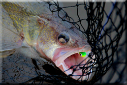 lake winnie fishing report walleye