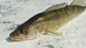 winnie ice fishing walleye